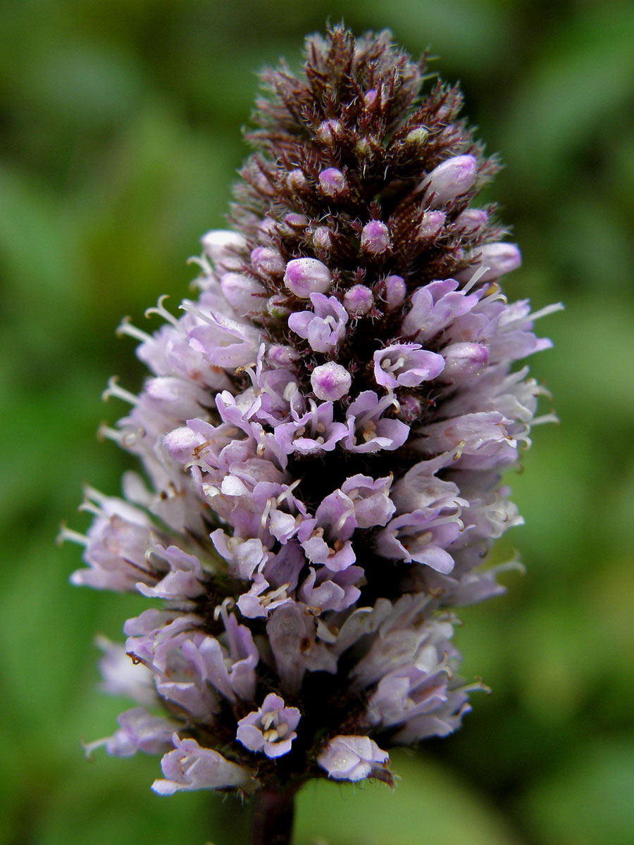 Máta peprná (Mentha x piperita L.)