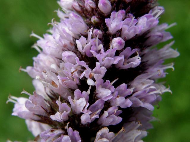 Máta peprná (Mentha x piperita L.)