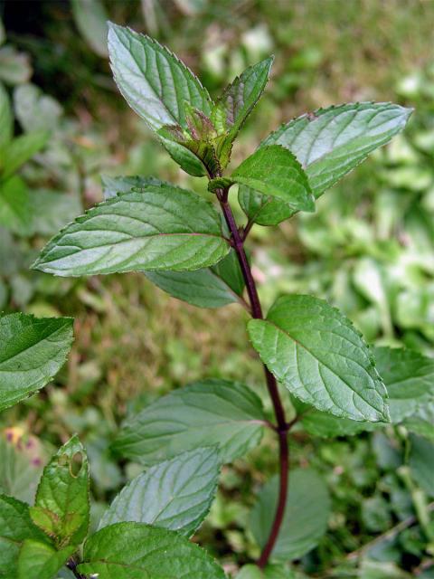 Máta peprná (Mentha x piperita L.)