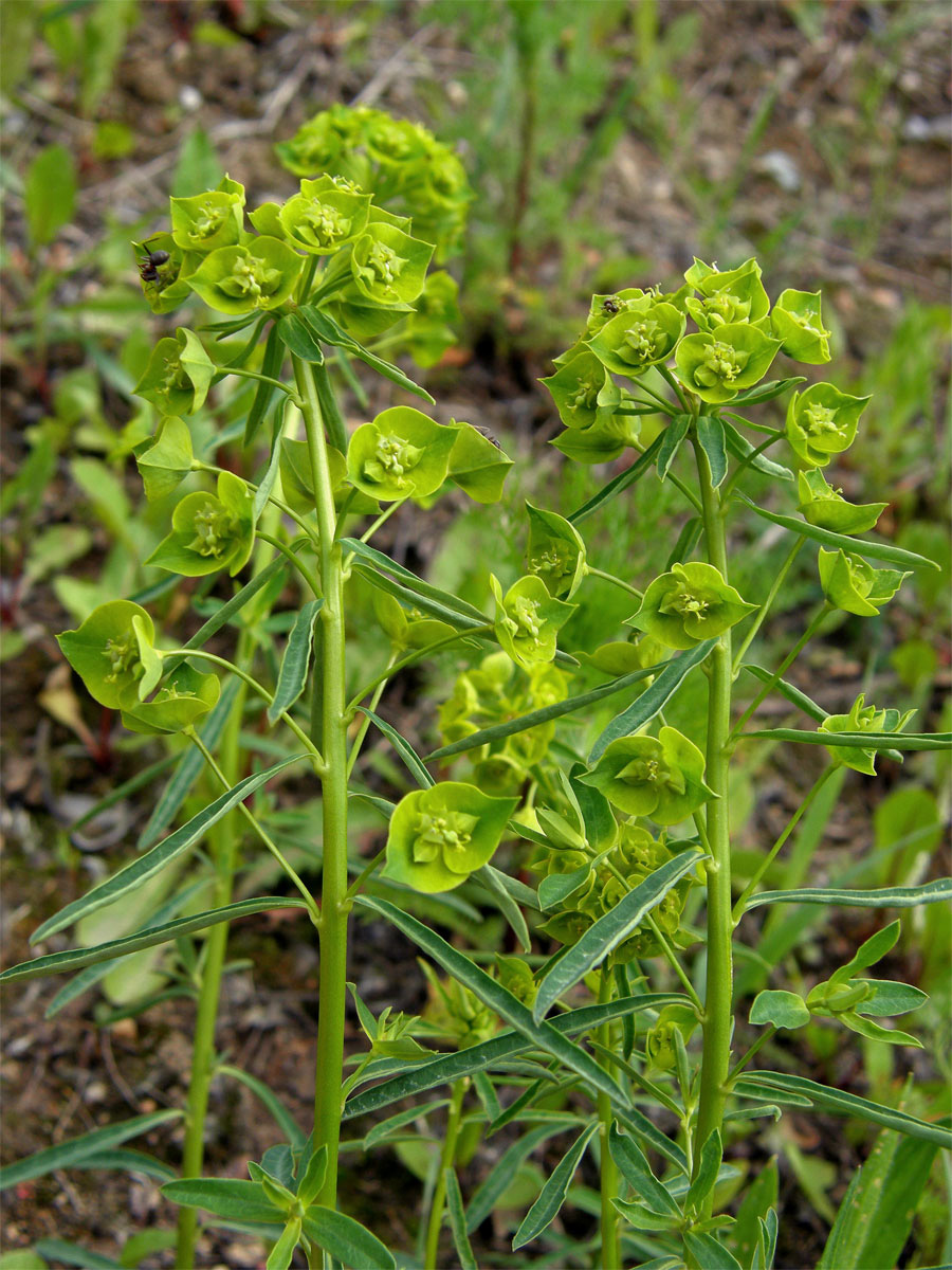 Pryšec obecný (Euphorbia esula L.)