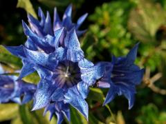 Hořec tolitovitý (Gentiana asclepiadea L.)