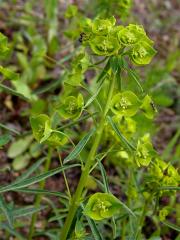 Pryšec obecný (Euphorbia esula L.)