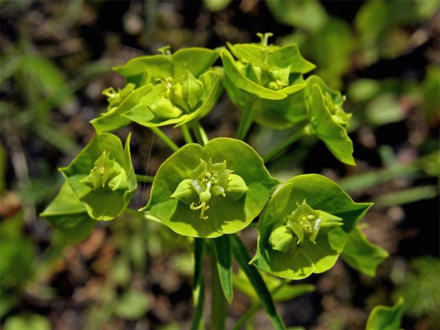 Pryšec obecný (Euphorbia esula L.)