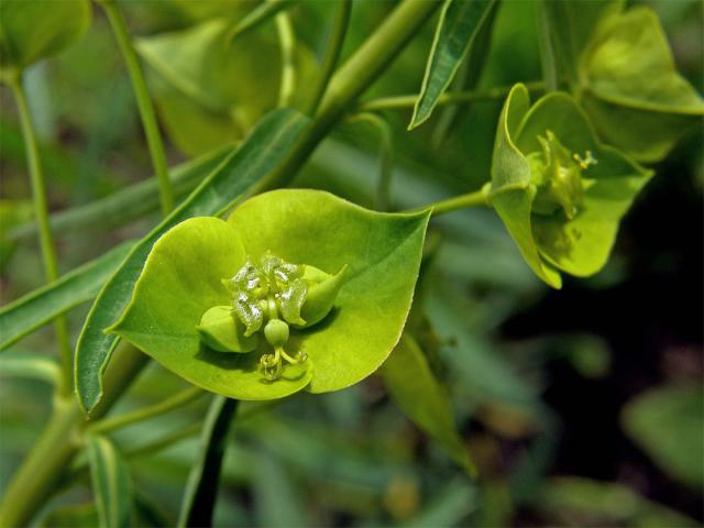 Pryšec obecný (Euphorbia esula L.)