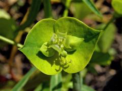 Pryšec obecný (Euphorbia esula L.)