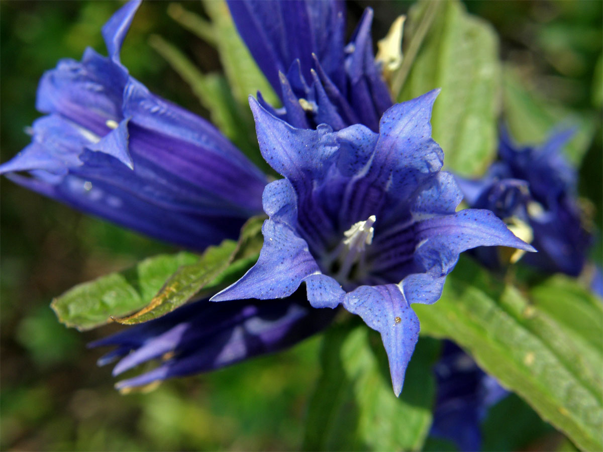 Hořec tolitovitý (Gentiana asclepiadea L.)