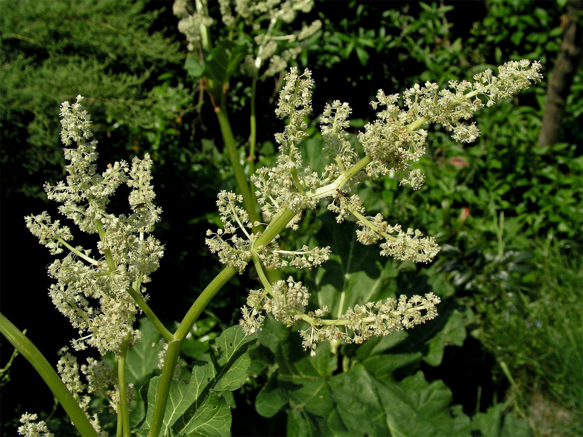 Reveň kadeřavá - rebarbora (Rheum rhabarbarum L.)