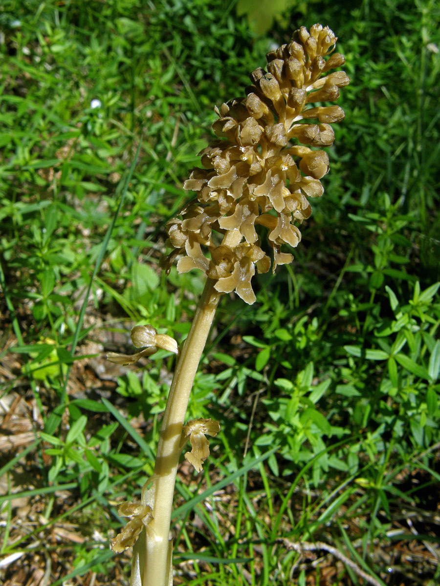 Hlístník hnízdák (Neottia nidus-avis (L.) L. C.)