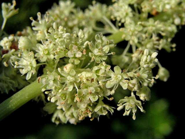 Reveň kadeřavá - rebarbora (Rheum rhabarbarum L.)