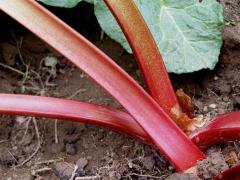 Reveň kadeřavá - rebarbora (Rheum rhabarbarum L.)