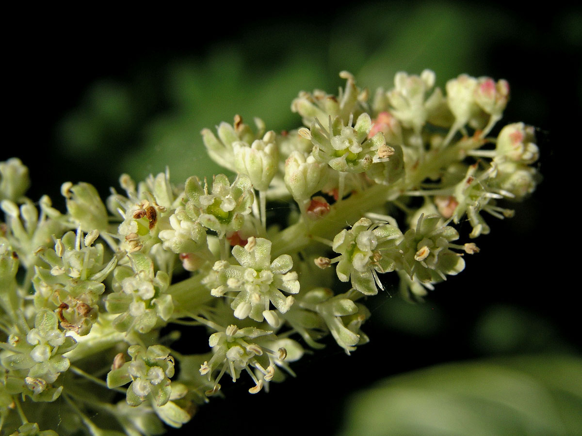 Reveň kadeřavá - rebarbora (Rheum rhabarbarum L.)