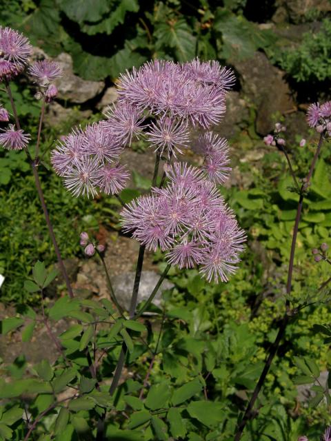 Žluťucha orlíčkolistá (Thalictrum aquilegiifolium L.)