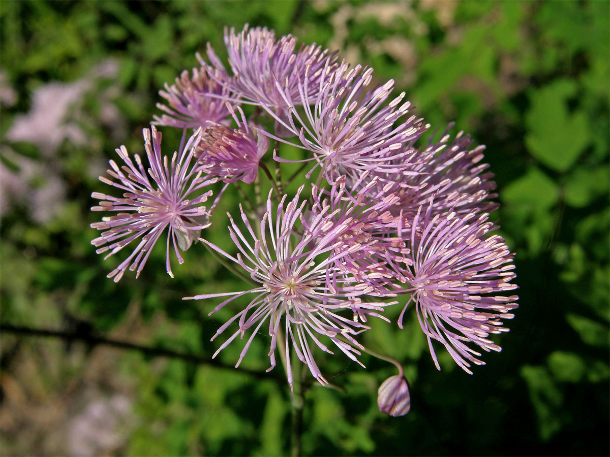 Žluťucha orlíčkolistá (Thalictrum aquilegiifolium L.)