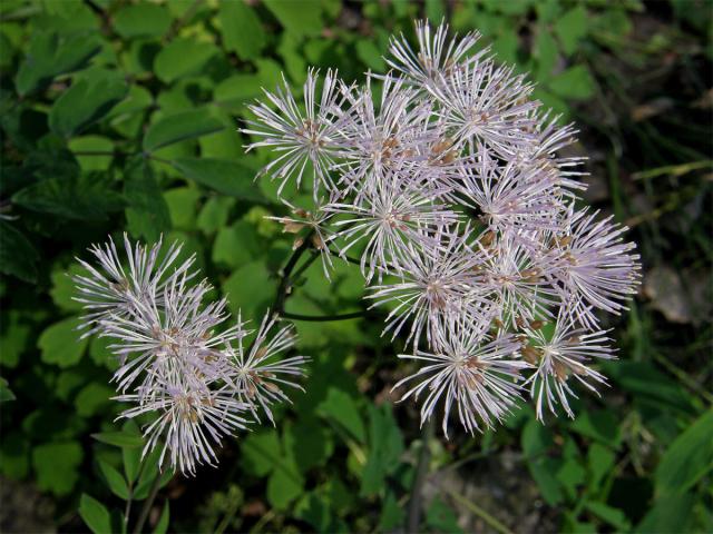 Žluťucha orlíčkolistá (Thalictrum aquilegiifolium L.)