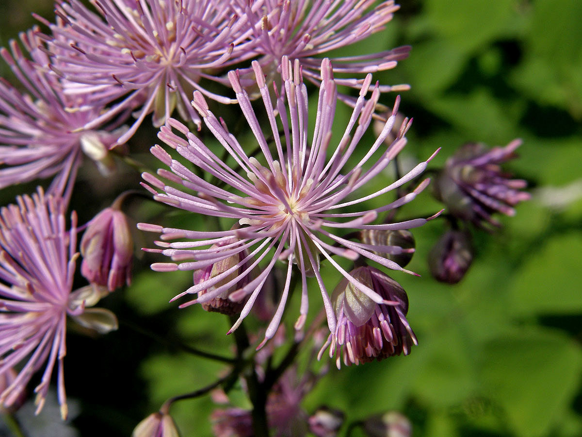 Žluťucha orlíčkolistá (Thalictrum aquilegiifolium L.)