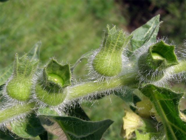 Blín černý (Hyoscyamus niger L.)