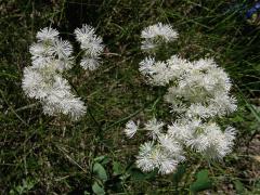 Žluťucha orlíčkolistá (Thalictrum aquilegiifolium L.)