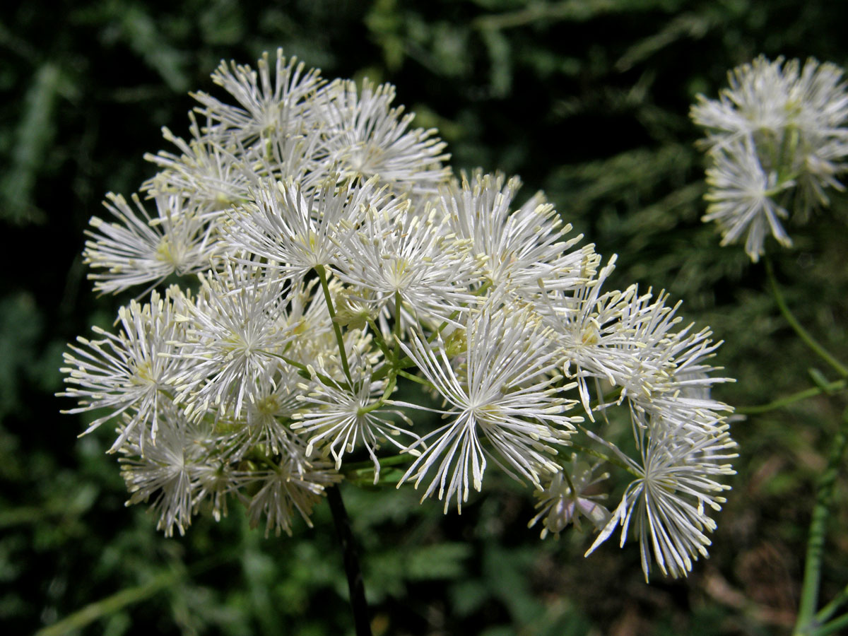 Žluťucha orlíčkolistá (Thalictrum aquilegiifolium L.)