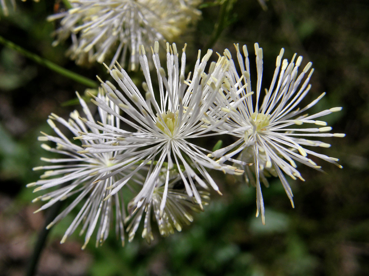 Žluťucha orlíčkolistá (Thalictrum aquilegiifolium L.)