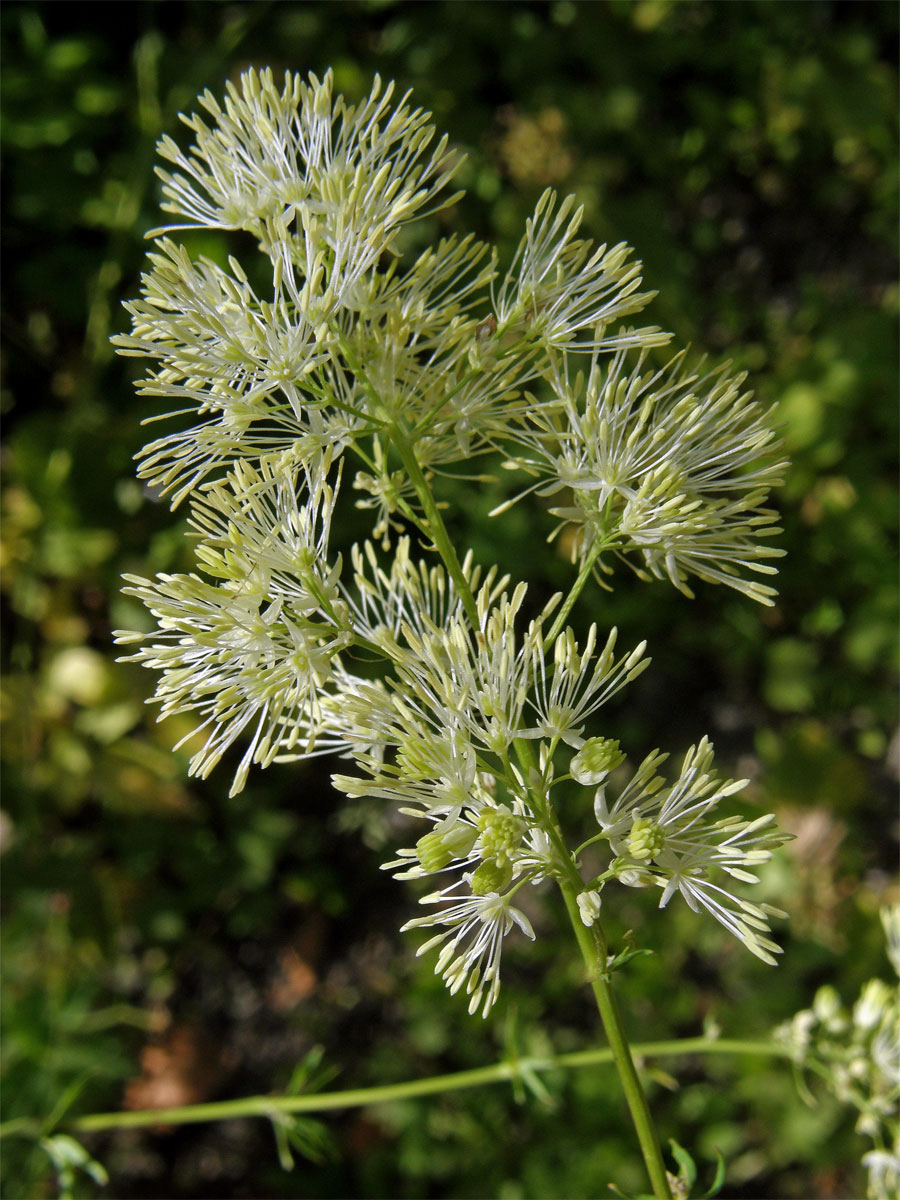 Žluťucha lesklá (Thalictrum lucidum L.)