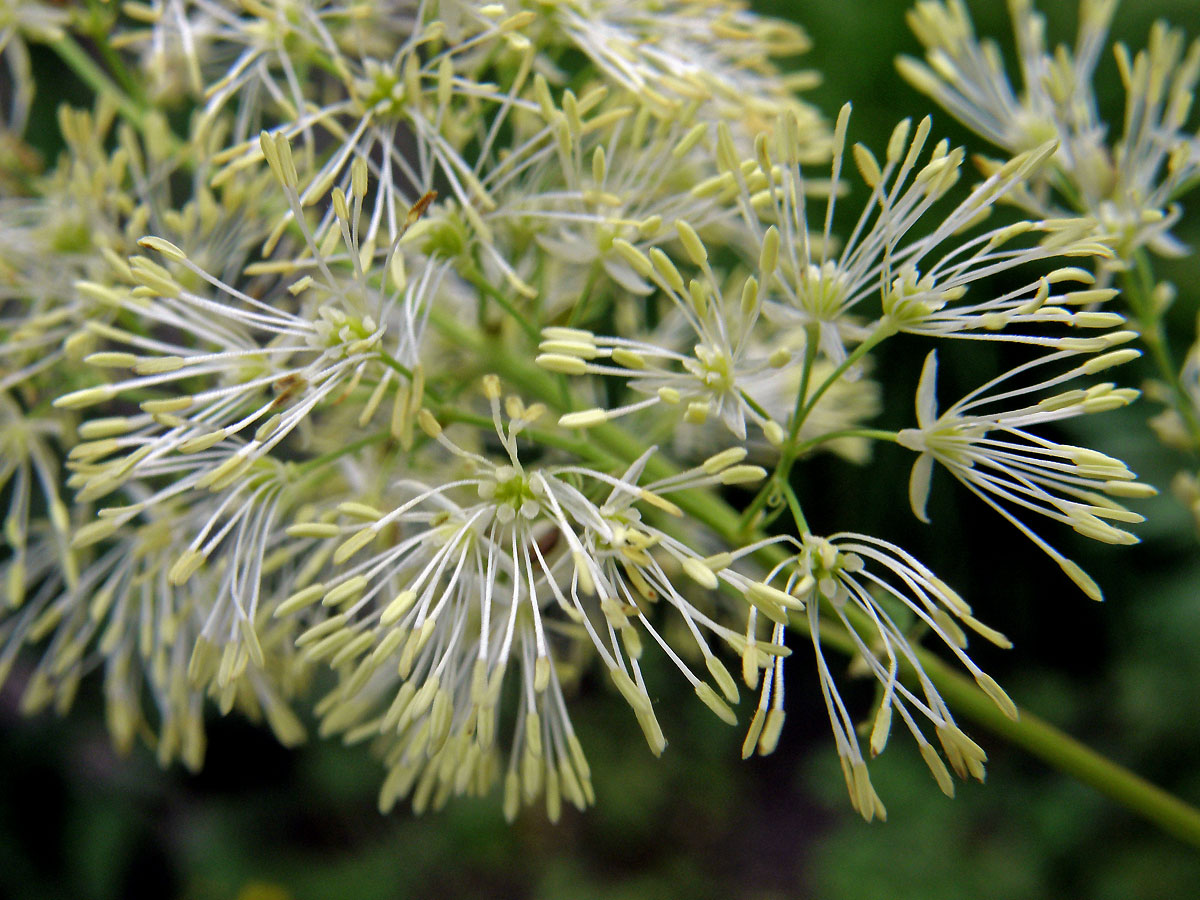 Žluťucha lesklá (Thalictrum lucidum L.)