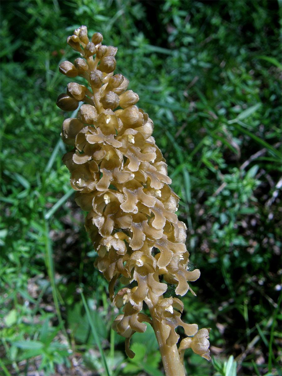 Hlístník hnízdák (Neottia nidus-avis (L.) L. C.)