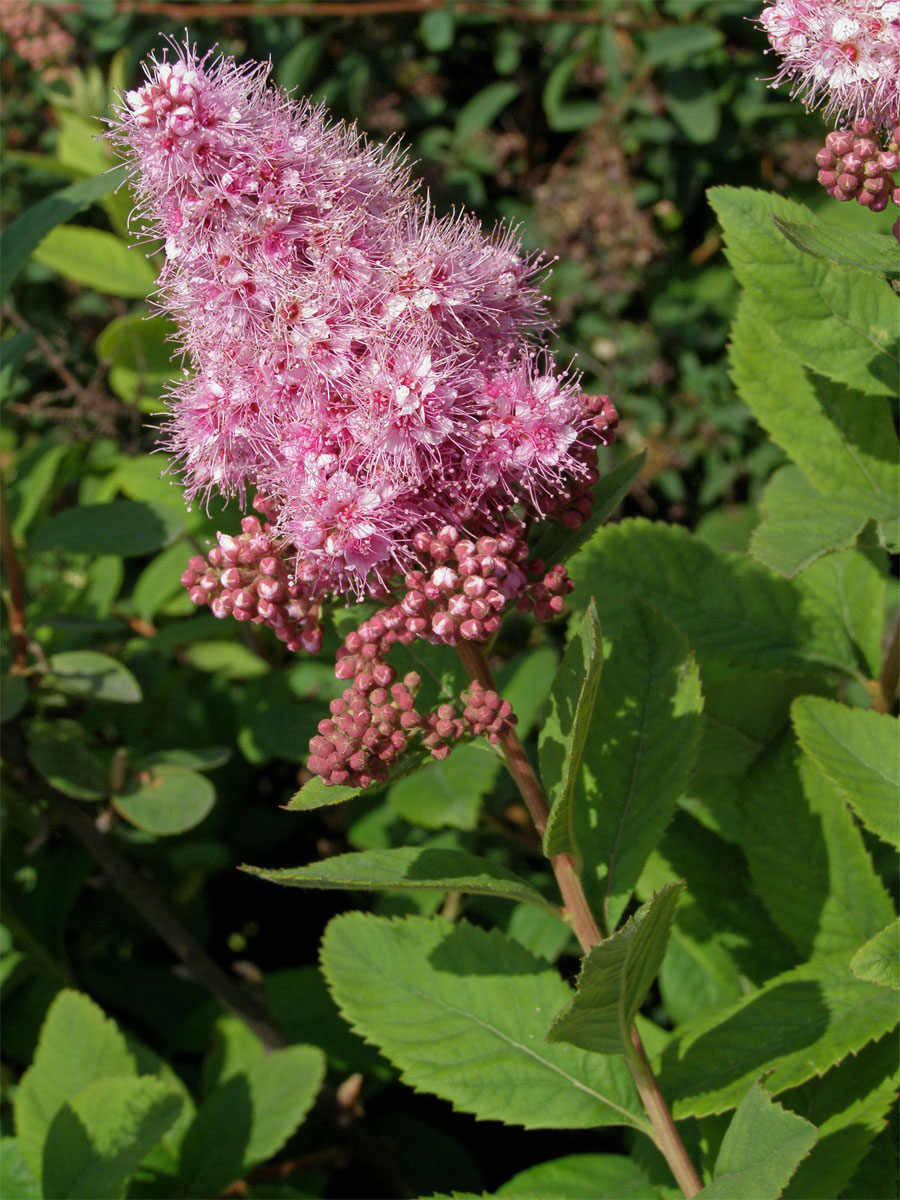 Tavolník vrbolistý (Spiraea salicifolia L.)