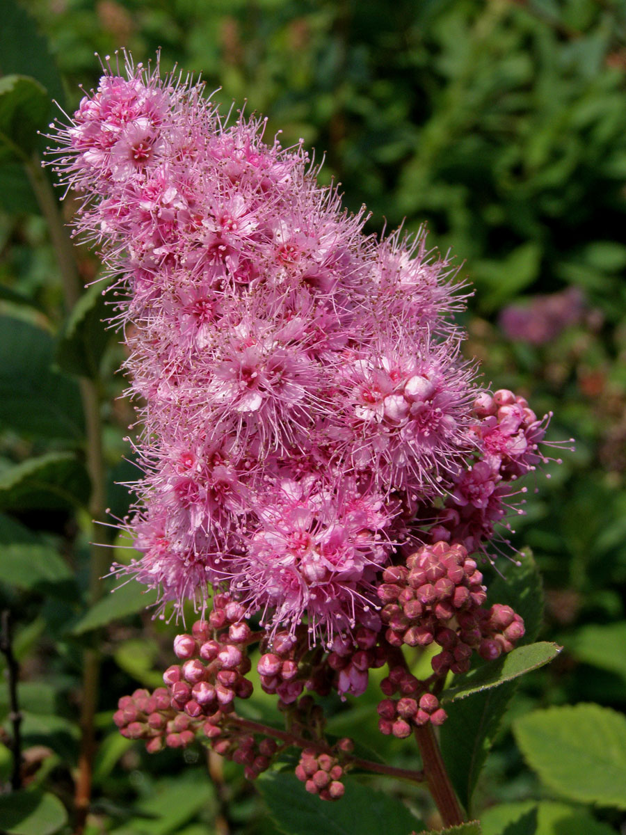 Tavolník vrbolistý (Spiraea salicifolia L.)