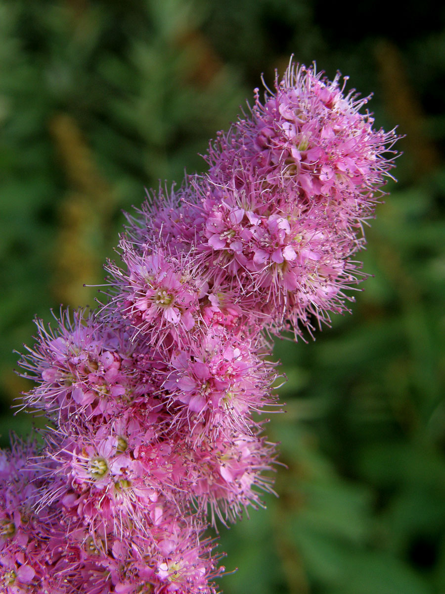 Tavolník vrbolistý (Spiraea salicifolia L.)