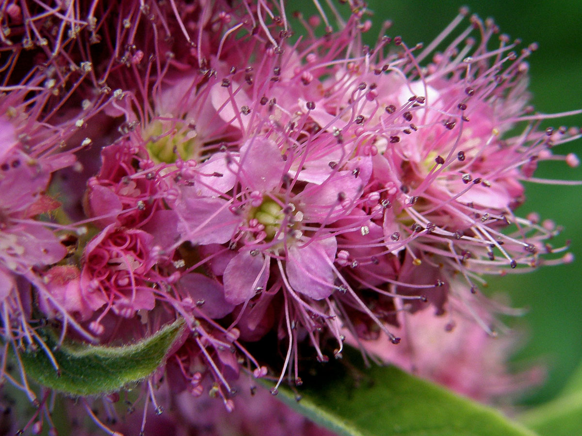 Tavolník vrbolistý (Spiraea salicifolia L.)