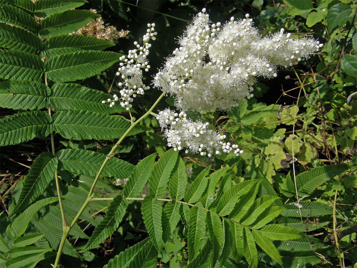 Tavolníkovec jeřábolistý (Sorbaria sorbifolia (L.) A. Br.)