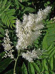 Tavolníkovec jeřábolistý (Sorbaria sorbifolia (L.) A. Br.)