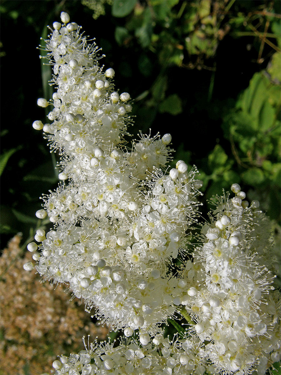 Tavolníkovec jeřábolistý (Sorbaria sorbifolia (L.) A. Br.)