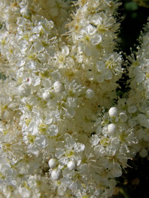 Tavolníkovec jeřábolistý (Sorbaria sorbifolia (L.) A. Br.)