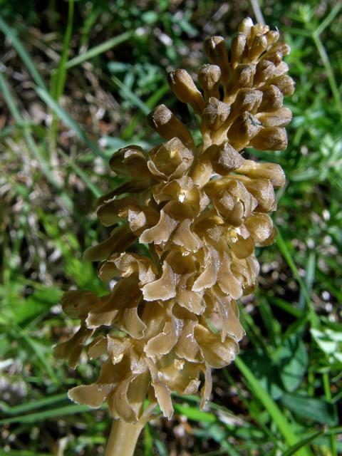 Hlístník hnízdák (Neottia nidus-avis (L.) L. C.)