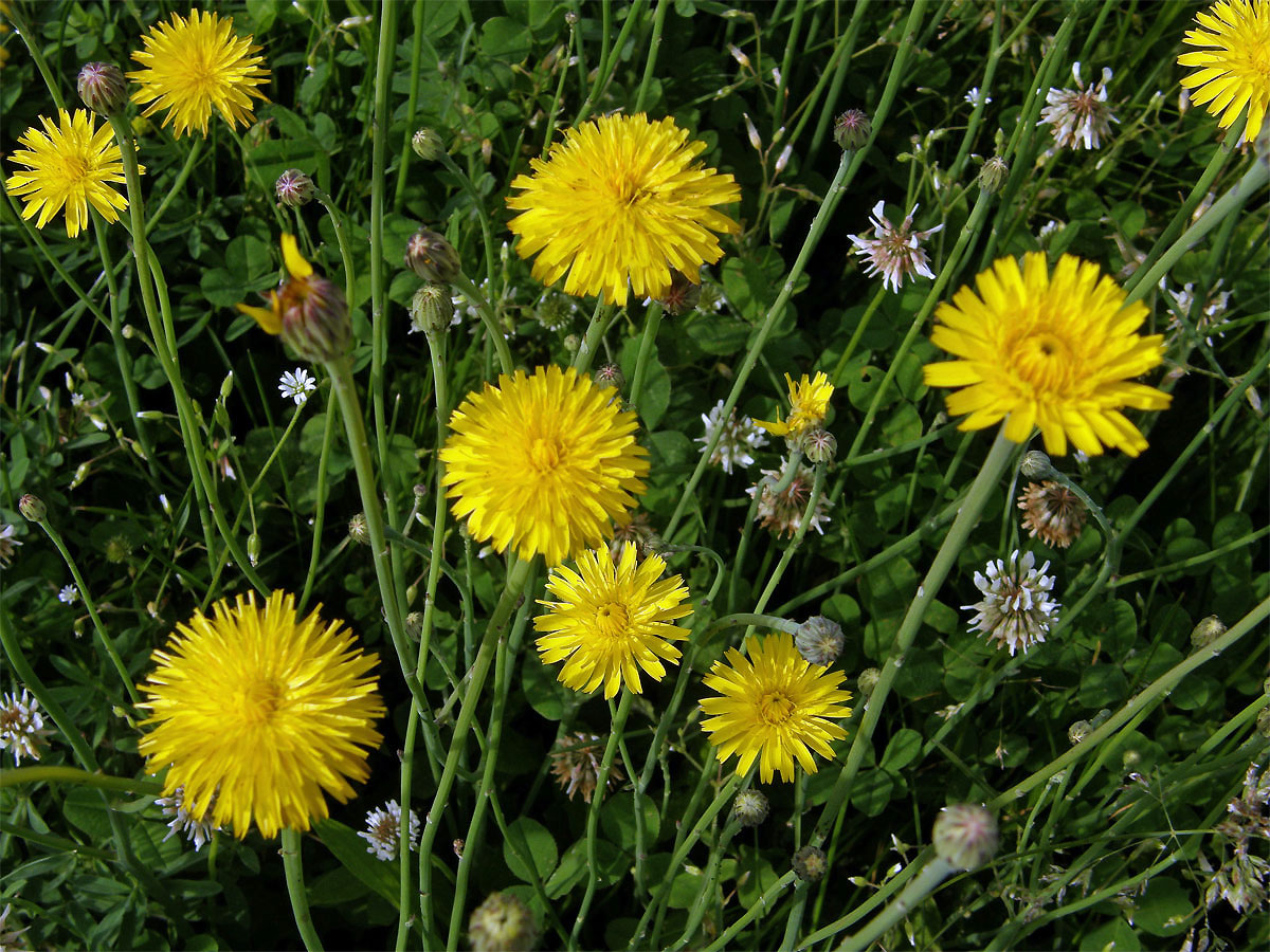 Prasetník kořenatý (Hypochaeris radicata L.)