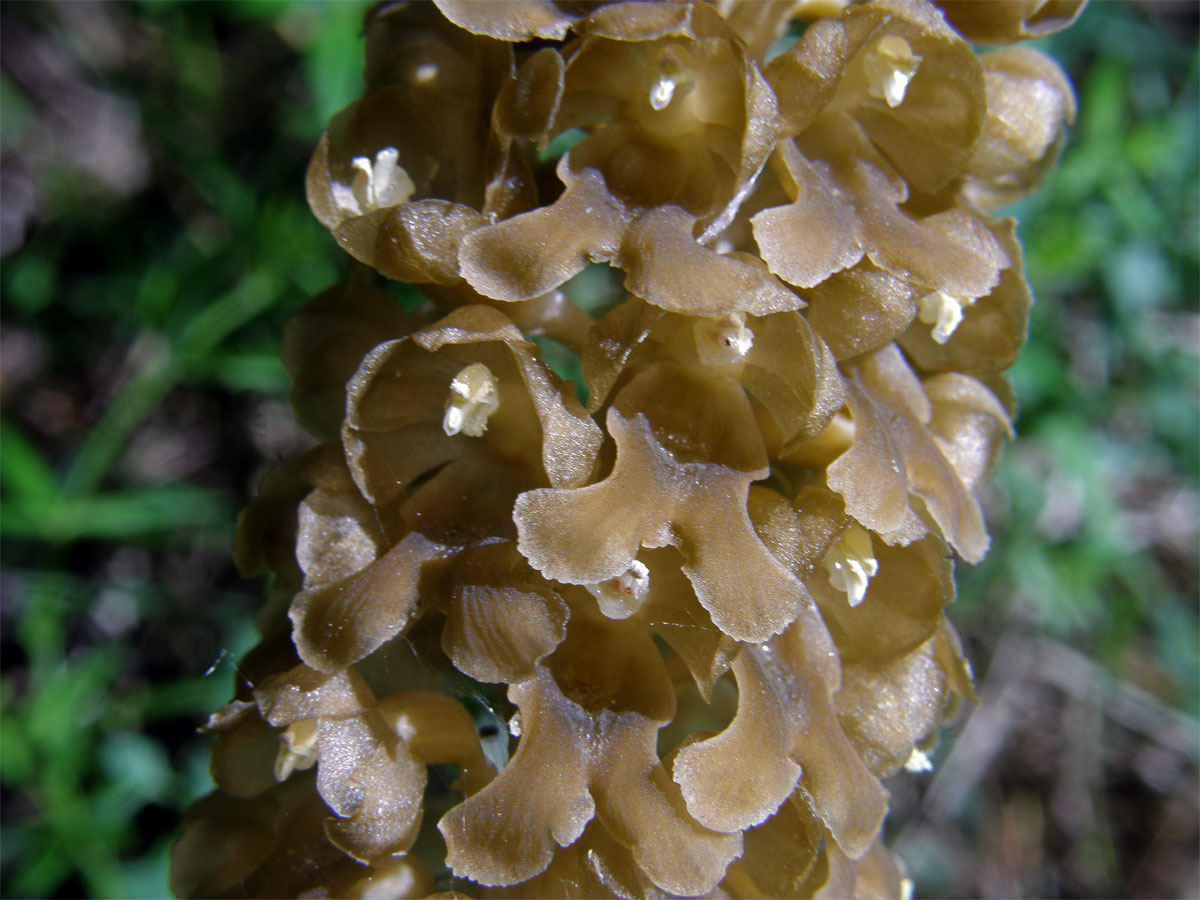 Hlístník hnízdák (Neottia nidus-avis (L.) L. C.)