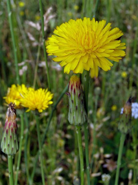 Prasetník kořenatý (Hypochaeris radicata L.)