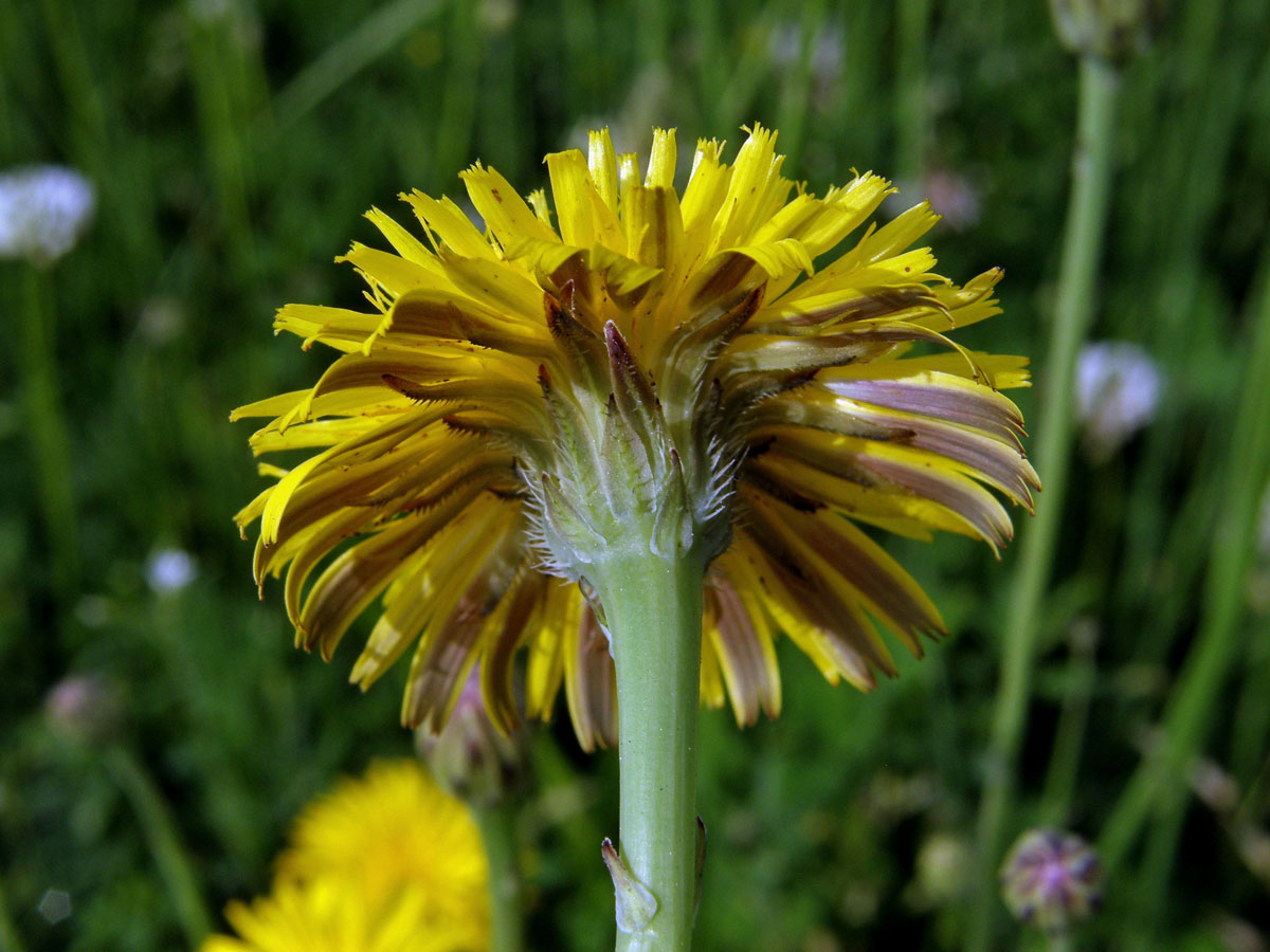 Prasetník kořenatý (Hypochaeris radicata L.)