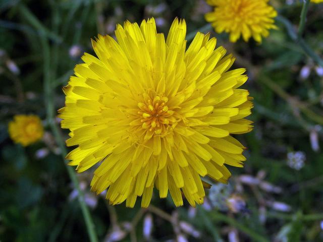 Prasetník kořenatý (Hypochaeris radicata L.)