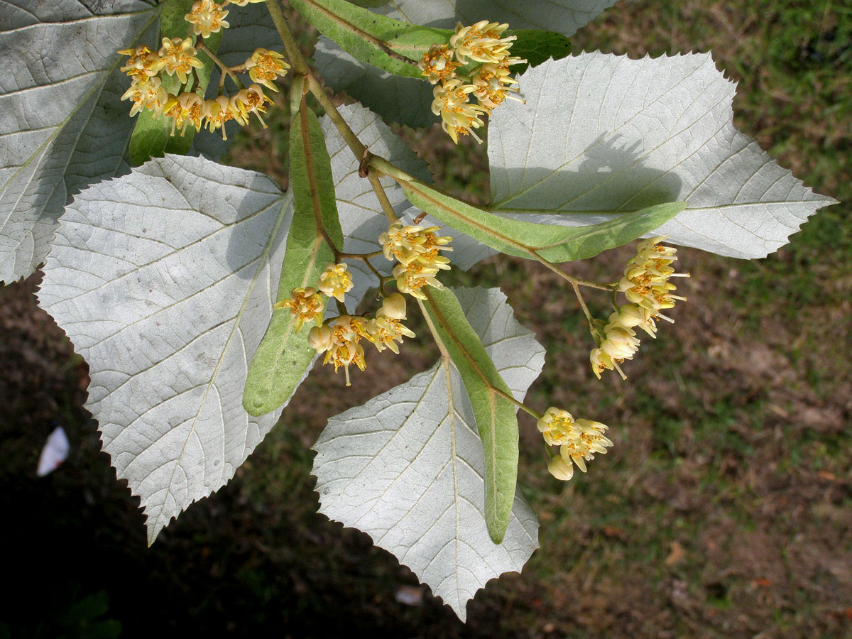 Lípa stříbrná (Tilia tomentosa Moench)