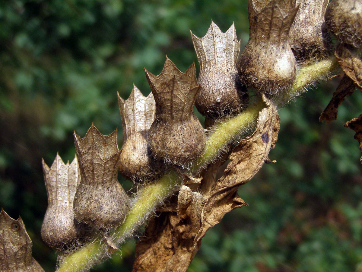 Blín černý (Hyoscyamus niger L.)