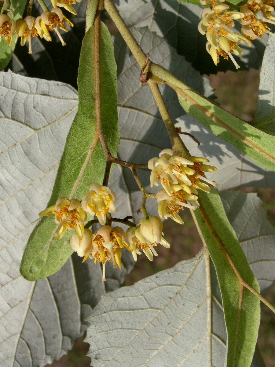 Lípa stříbrná (Tilia tomentosa Moench)