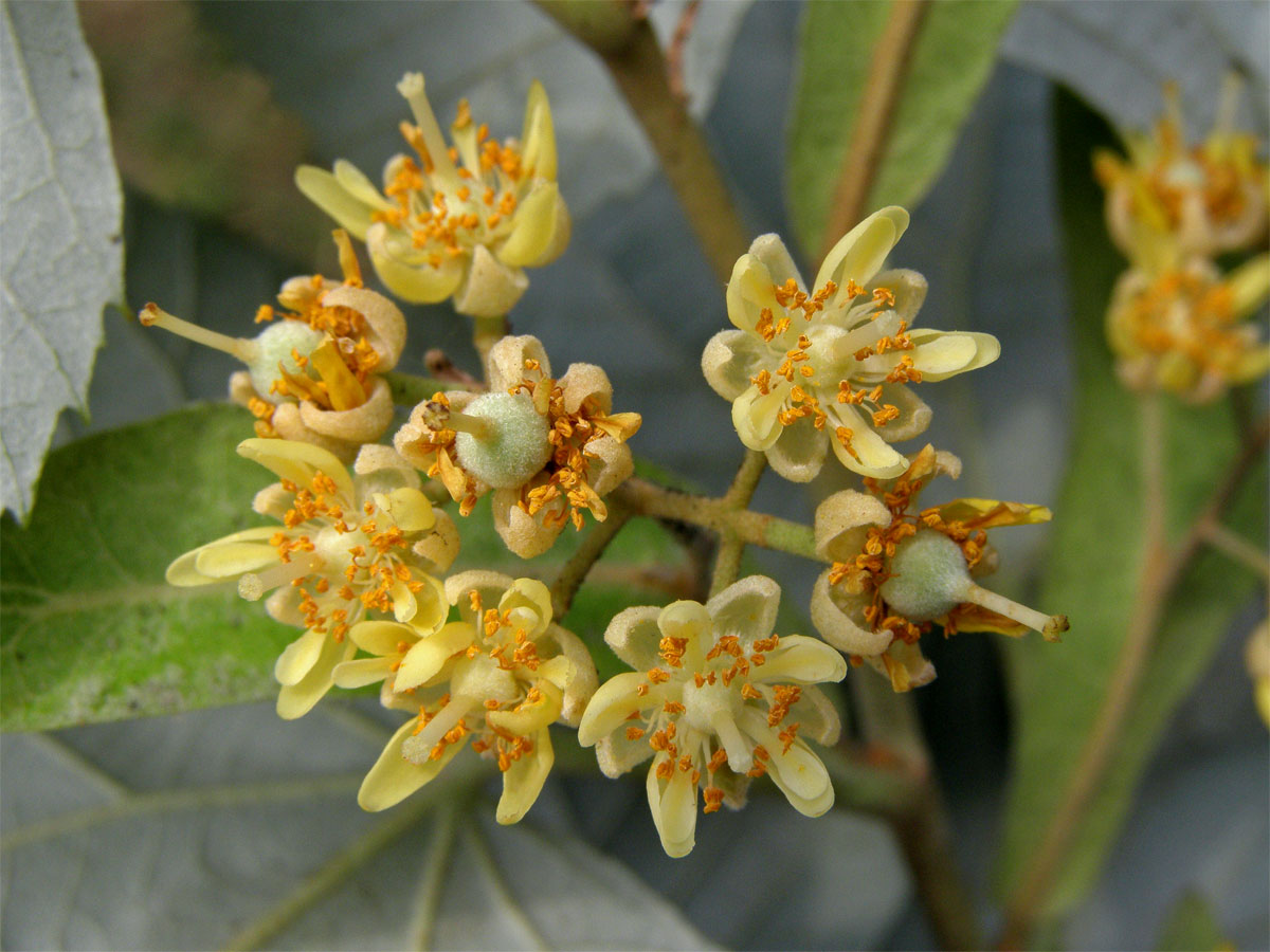 Lípa stříbrná (Tilia tomentosa Moench)