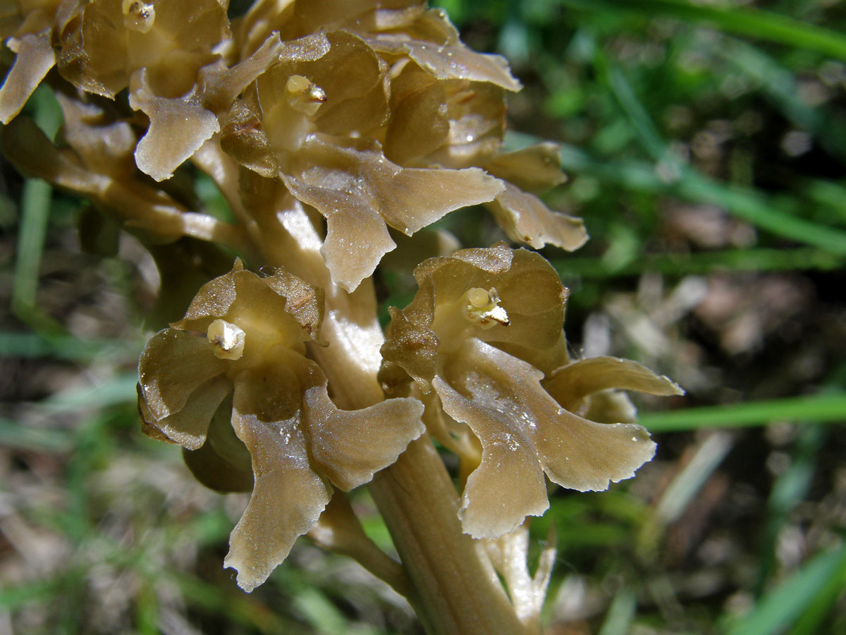 Hlístník hnízdák (Neottia nidus-avis (L.) L. C.)