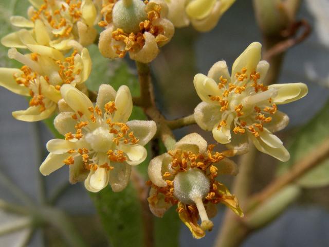 Lípa stříbrná (Tilia tomentosa Moench)