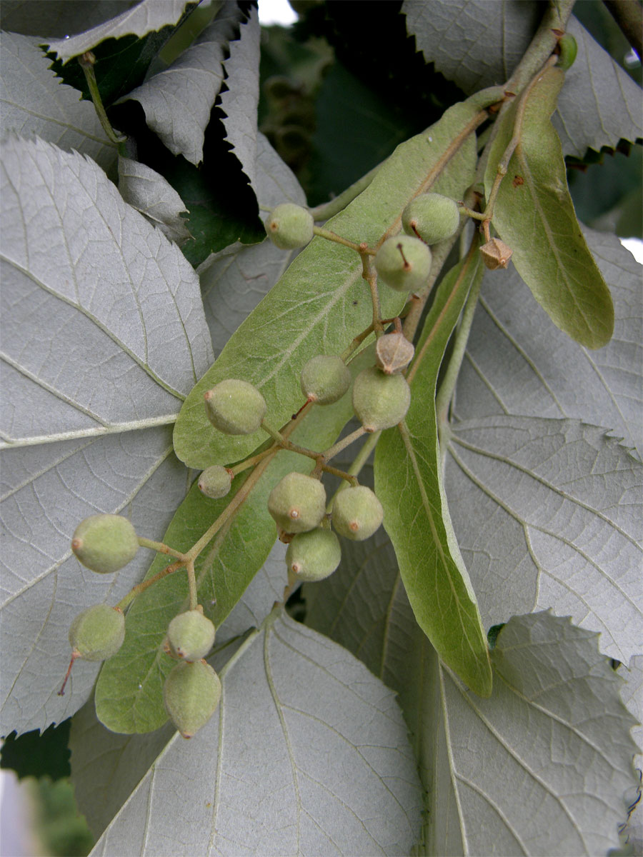 Lípa stříbrná (Tilia tomentosa Moench)