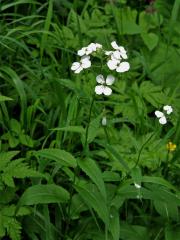 Večernice sněžná (Hesperis nivea Baumg.)