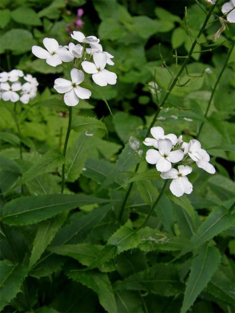 Večernice sněžná (Hesperis nivea Baumg.)