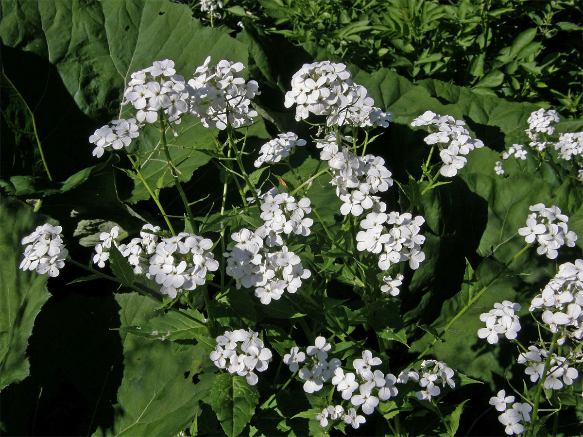 Večernice sněžná (Hesperis nivea Baumg.)